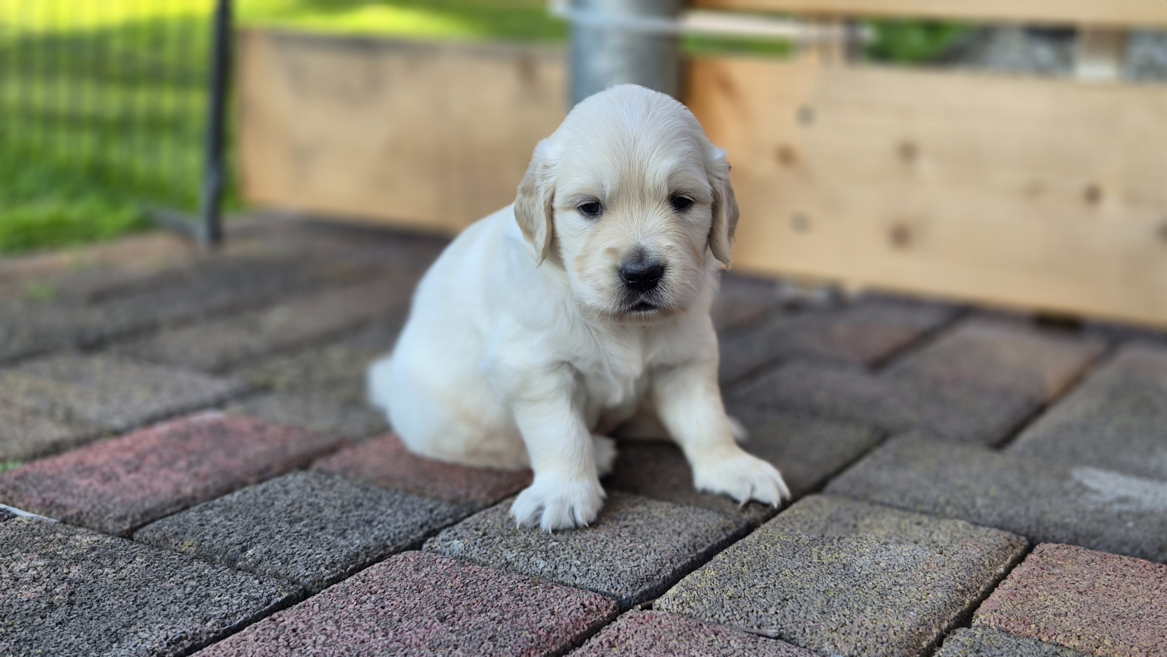 Golden Valley of Peace - Golden Retriever